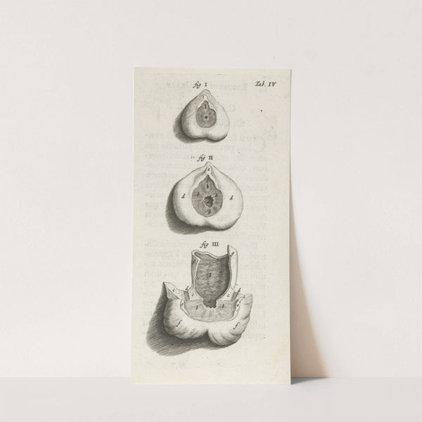 Anatomical image of a sphincter (1672) by Hendrik Bary