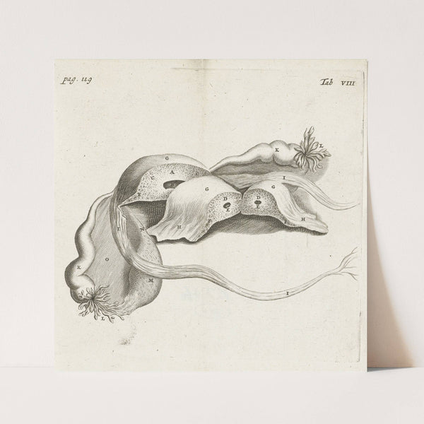 Letter W (1645-1650) by Jeremias Falck