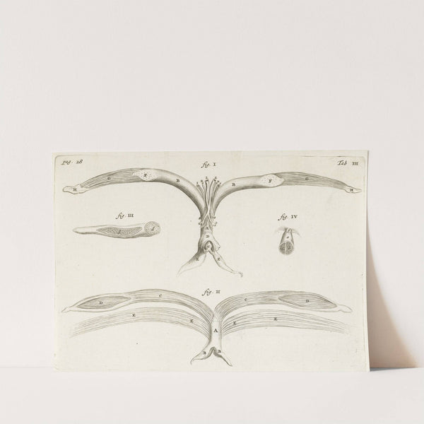 Anatomical image of female genitalia. (1672) by Hendrik Bary