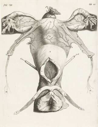 Anatomical image of the uterus in enlarged form (1672)