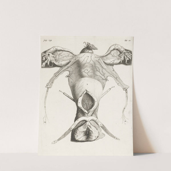Anatomical image of the uterus in enlarged form (1672) by Hendrik Bary