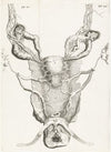 Anatomical image of the uterus in enlarged form. (1672)