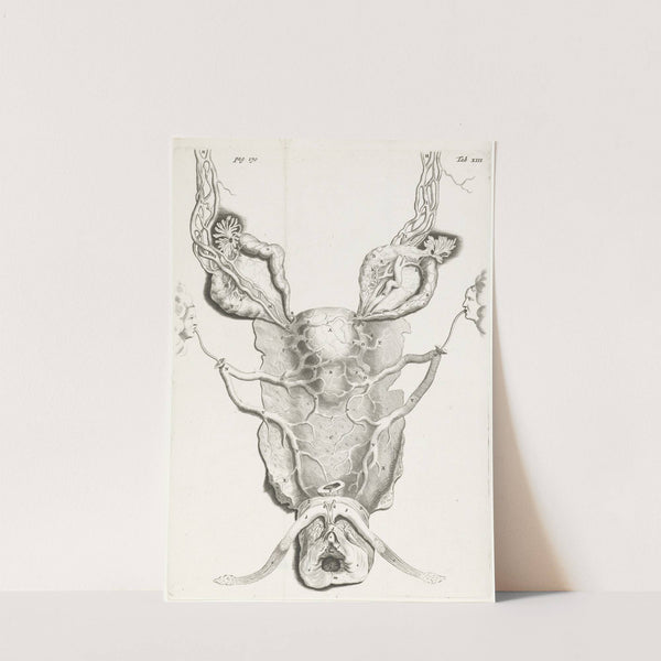 Anatomical image of the uterus in enlarged form. (1672) by Hendrik Bary