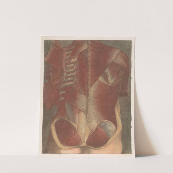 Anatomical muscle model of a male torso, seen from behind by Jacques Fabien Gautier d'Agoty