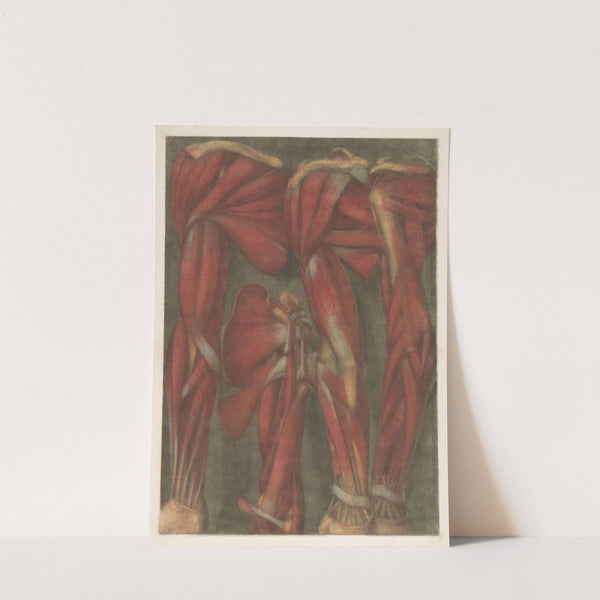 Anatomical muscle models of the arm and shoulder by Jacques Fabien Gautier d'Agoty