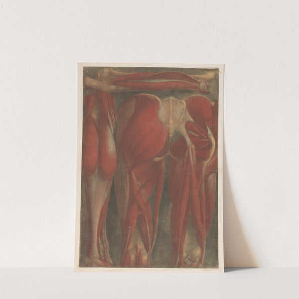 Anatomical muscle models of the back of the pelvis and upper legs by Jacques Fabien Gautier d'Agoty