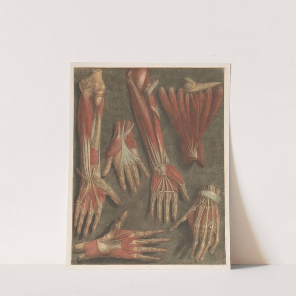 Anatomical muscle models of the hand by Jacques Fabien Gautier d'Agoty