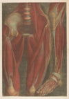 Anatomical muscle models of the pelvis and a leg
