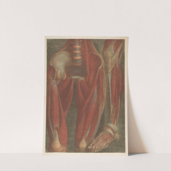 Anatomical muscle models of the pelvis and a leg by Jacques Fabien Gautier d'Agoty