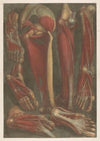 Anatomical muscle models of the shins and feet