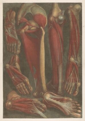 Anatomical muscle models of the shins and feet