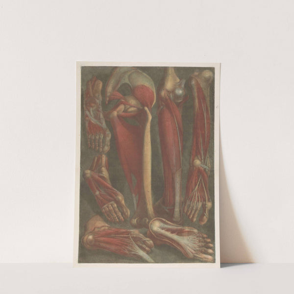 Anatomical muscle models of the shins and feet by Jacques Fabien Gautier d'Agoty