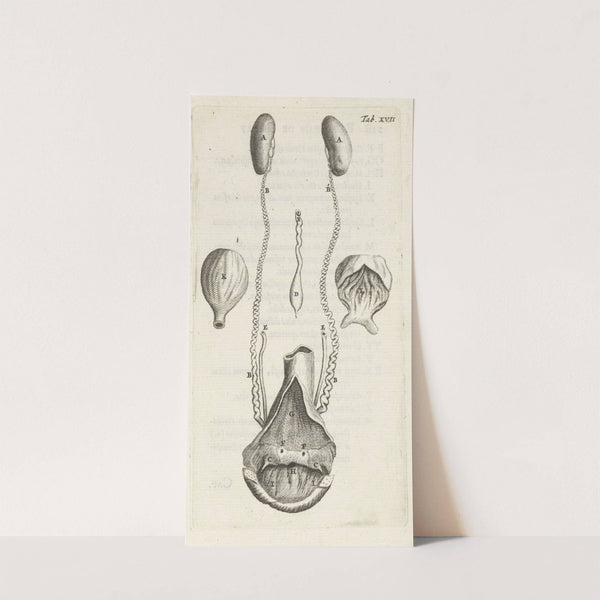 Anatomical representation of various female genitalia (1672) by Hendrik Bary