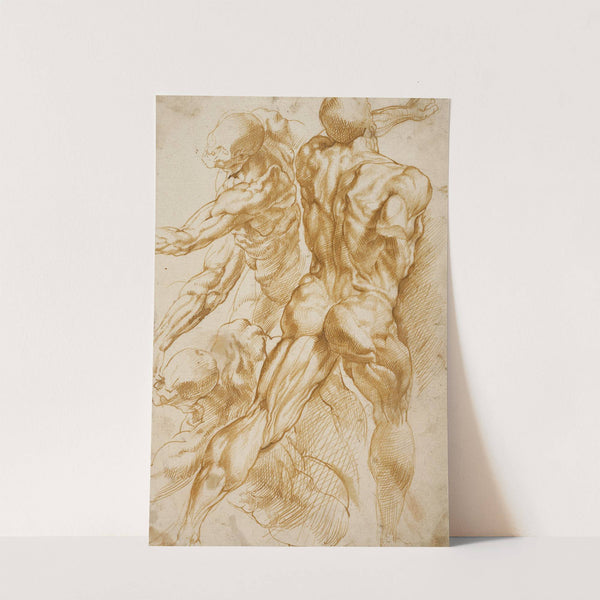 Anatomical Studies by Peter Paul Rubens