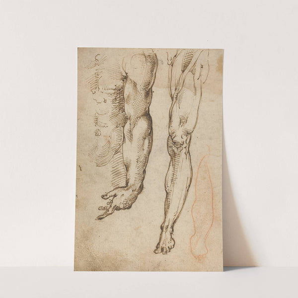 Anatomical Studies by Domenico Beccafumi