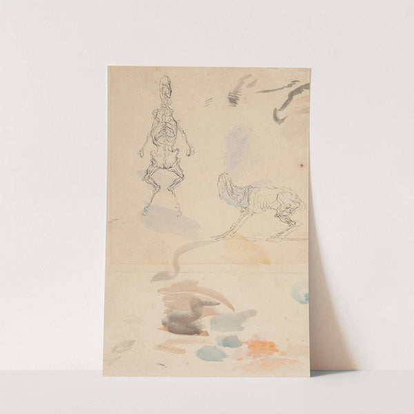 Anatomical studies of a goat by Honoré Daumier