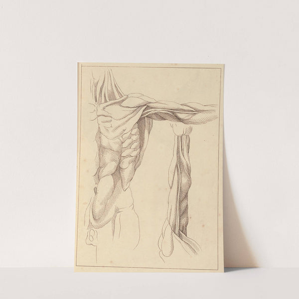 Anatomical Studies of a Torso by Hamlet Winstanley