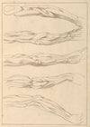 Anatomical Studies of Arms