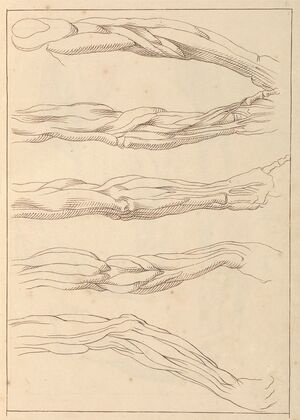 Anatomical Studies of Arms