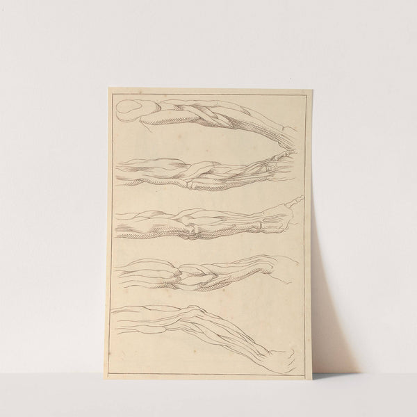 Anatomical Studies of Arms by Hamlet Winstanley