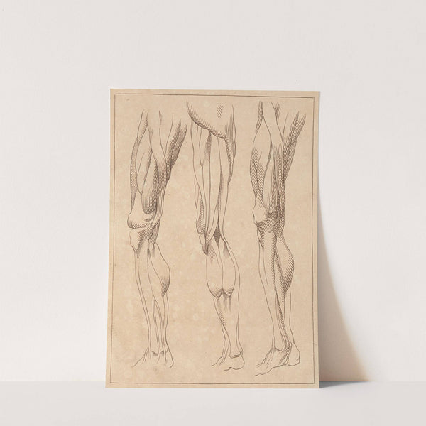 Anatomical Studies of Legs by Hamlet Winstanley