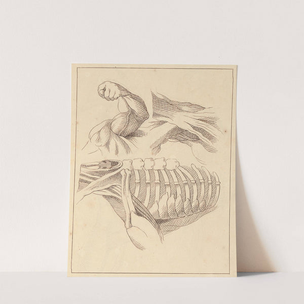 Anatomical Studies of Shoulders by Hamlet Winstanley