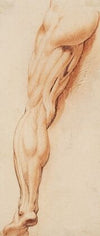 Anatomical Study (écorché). A man’s flayed left leg seen from the back