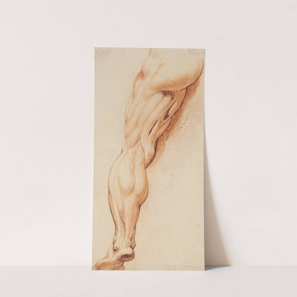 Anatomical Study (écorché). A man’s flayed left leg seen from the back (1628 – 1630) by Willem Panneels