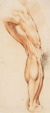 Anatomical Study (écorché). A man’s flayed right leg seen from the back, turned to the right (1628 – 1630)
