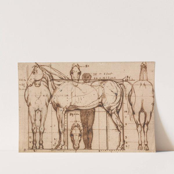Anatomical Study of a Horse by William Mulready