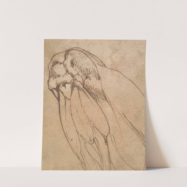 Anatomical Study of a Knee by School of Michelangelo Buonarroti