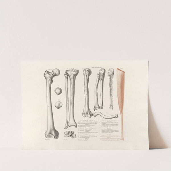 Anatomie du gladiateur combattant Pl.01 (1812) by Jean-Galbert Salvage