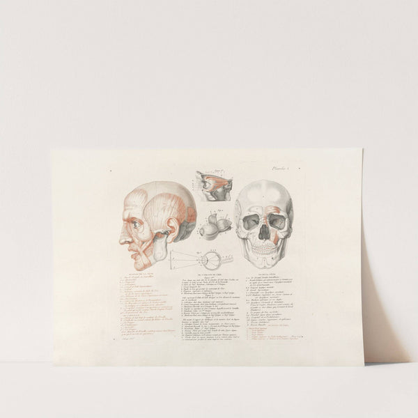 Anatomie du gladiateur combattant Pl.03 (1812) by Jean-Galbert Salvage