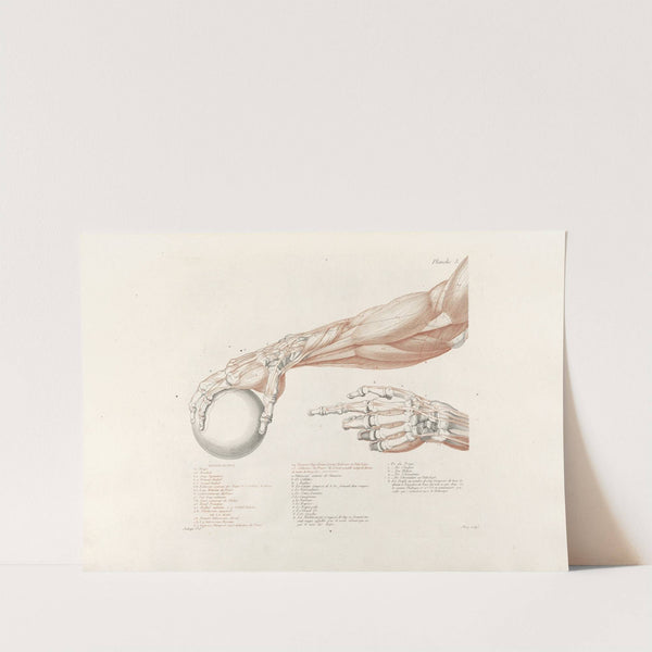 Anatomie du gladiateur combattant Pl.04 (1812) by Jean-Galbert Salvage