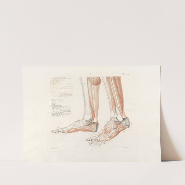 Anatomie du gladiateur combattant Pl.05 (1812) by Jean-Galbert Salvage