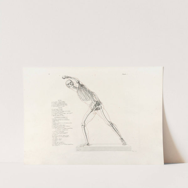 Anatomie du gladiateur combattant Pl.06 (1812) by Jean-Galbert Salvage