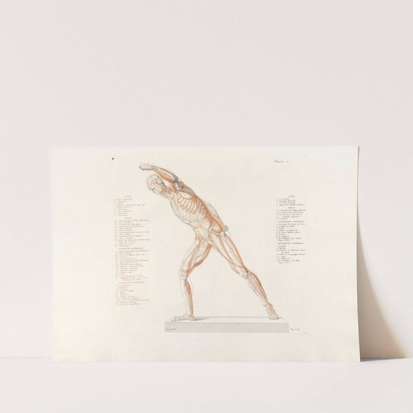 Anatomie du gladiateur combattant Pl.08 (1812) by Jean-Galbert Salvage
