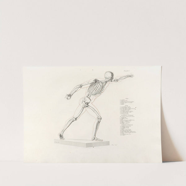 Anatomie du gladiateur combattant Pl.09 (1812) by Jean-Galbert Salvage