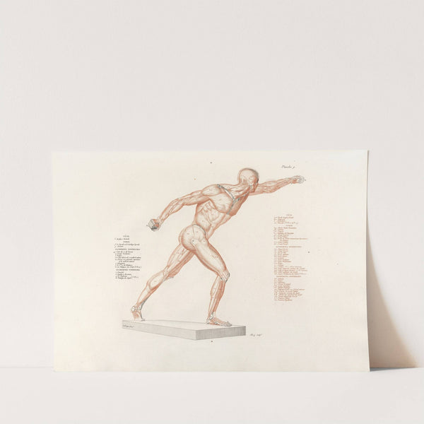 Anatomie du gladiateur combattant Pl.10 (1812) by Jean-Galbert Salvage