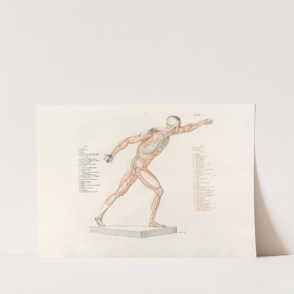 Anatomie du gladiateur combattant Pl.11 (1812) by Jean-Galbert Salvage