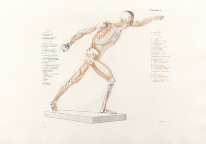 Anatomie du gladiateur combattant Pl.12 (1812) — size preview
