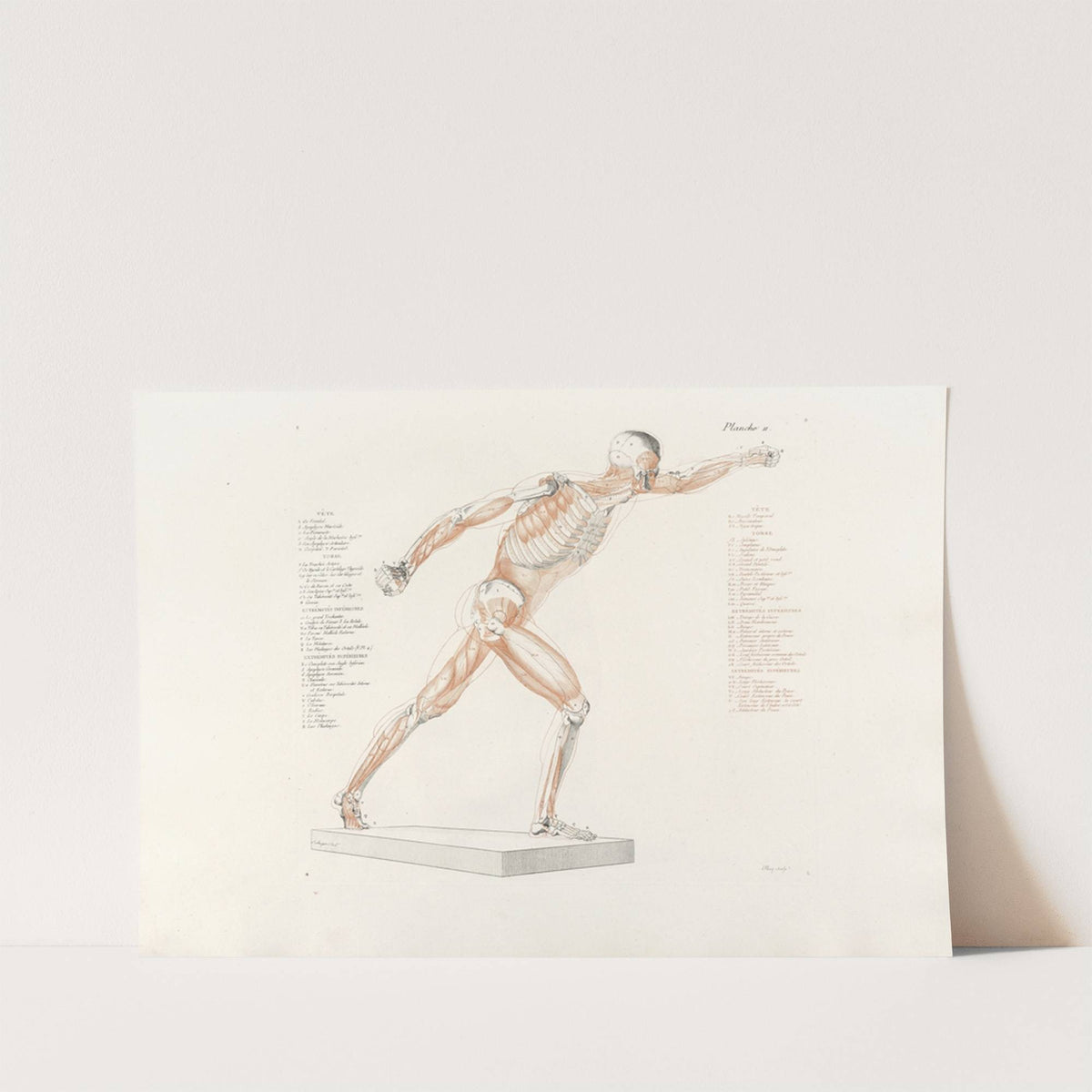 Anatomie du gladiateur combattant Pl.12 (1812) by Jean-Galbert Salvage