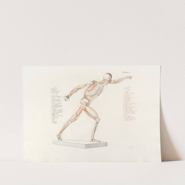 Anatomie du gladiateur combattant Pl.12 (1812) by Jean-Galbert Salvage