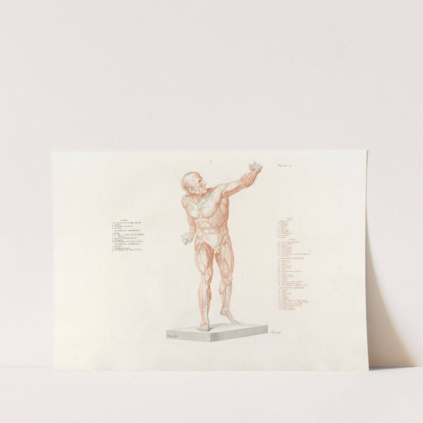 Anatomie du gladiateur combattant Pl.13 (1812) by Jean-Galbert Salvage