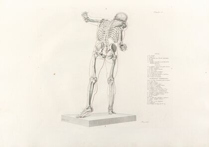 Anatomie du gladiateur combattant Pl.14 (1812) — size preview
