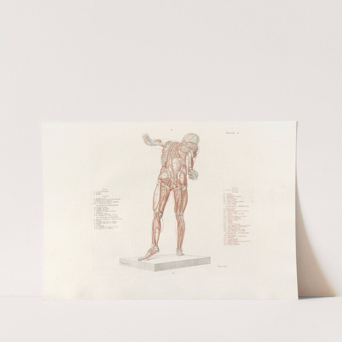 Anatomie du gladiateur combattant Pl.16 (1812) by Jean-Galbert Salvage