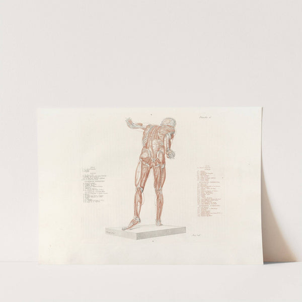 Anatomie du gladiateur combattant Pl.16 (1812) by Jean-Galbert Salvage