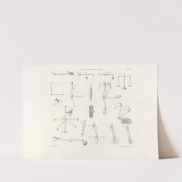 Anatomie du gladiateur combattant Pl.17 (1812) by Jean-Galbert Salvage