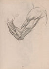 Anatomische studie van de spieren van een rechterarm