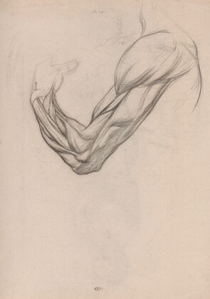Anatomische studie van de spieren van een rechterarm